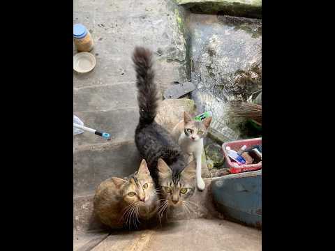 Di buang sayang #subscribe #minivlog #shortvideo #youtubeshorts #youtube #kucing #shortvideo #fyp