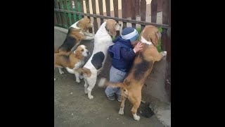 😺 Главарь и банда! 🐕 Смешное видео с собаками и кошками! 😸