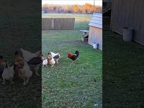 البطل الأحمر: ديك يدافع عن قطيعه ضد صقر! (The Red Hero: Rooster Defends His Flock Against a Hawk!)
