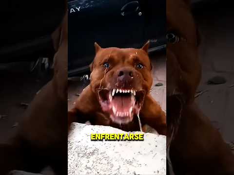 Las 5 razas de perros más mortíferas y peligrosas del mundo 🔥🌎 #shorts #dog