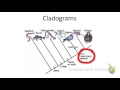 Understanding Cladograms