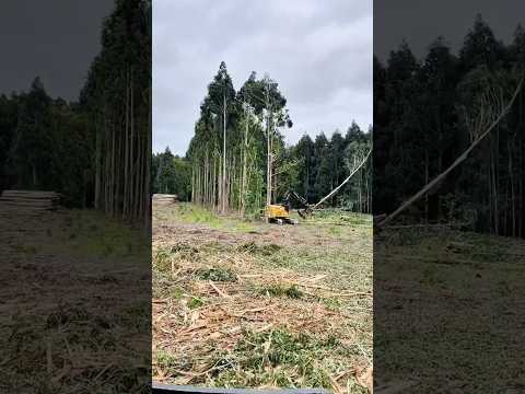 Efficient tree felling with machinery