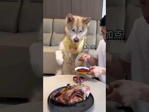 How much does Sichuan and Chongqing dogs love spicy food? Come and show off your pets.
