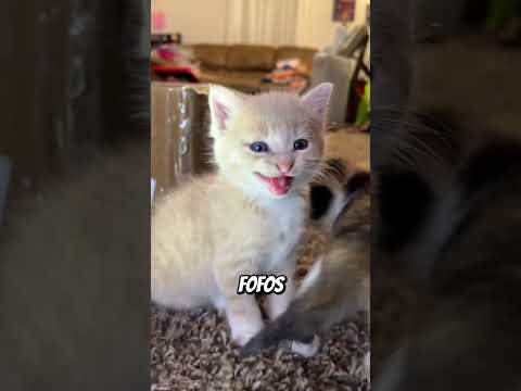 Animais Extintos Filmados por Câmeras! 😱
