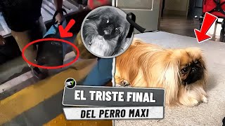 El Triste Final del Perro Maxi