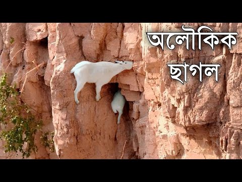দুনিয়ার একমাত্র অলৌকিক ছাগল যার উপর পৃথিবীর নিয়ম কাজ করে না | Mountain Goats Facts