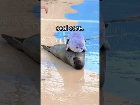 Seal core #funny #farmanimalct #funnyanimal #funnypet #funnyvideos #animals #seal #sealonline