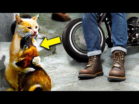 Un Perrito Y Un Gatito Se Abrazan Antes De Sacrificarlos Y Unos Motociclistas Hacen Algo Increible