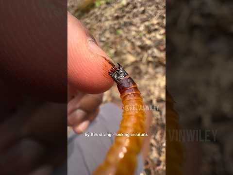 LARVA CHEWING MY FINGER!!!