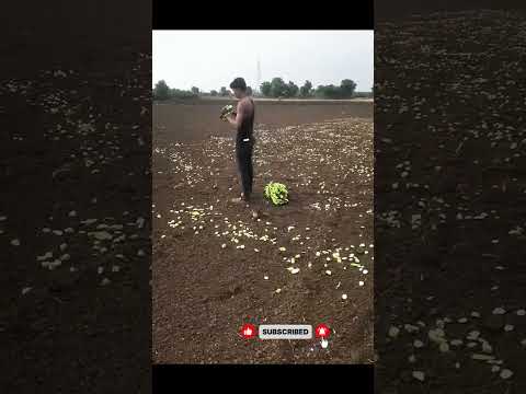 Сеют бананы