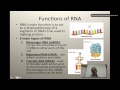 RNA Functions and Processes