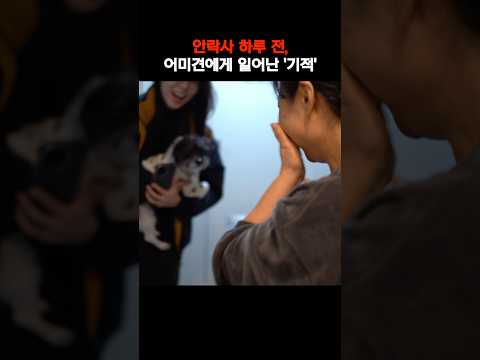 안락사 하루 전, 어미견에게 일어난 ‘기적’