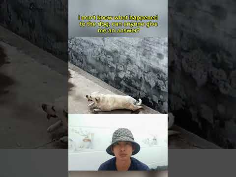 dogs videos #dog #shortvideo#short #animals