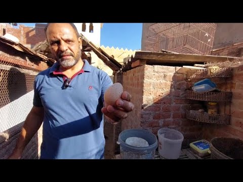 روتين جديد و ضع بيض الرومى الابيض تحت الدجاج الهندى