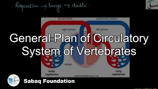 General Plan of Circulatory System of Vertebrates