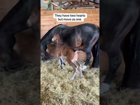 Do you think she over reacted? 😂 #foal #funny #horse #funnyanimals #babyhorse #viral