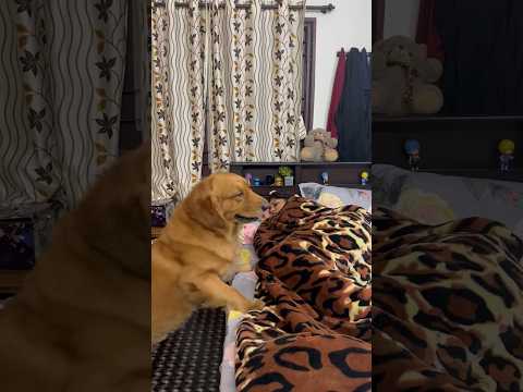 Don’t be lazy and be more productive Hooman 😮‍💨👍🏻 #shortsindia #goldenretriever #puppy