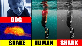 जानवरों की नज़र से दुनिया कैसी नज़र आती है ? The World Through the Eyes of Animals