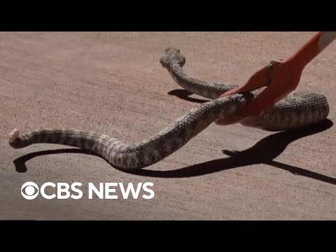YouTube video thumbnail: California Residents Learn to Catch, Save Rattlesnakes