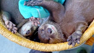 [Original Video] Otter Tourism Ambassadors Who Also Work Hard in Cleanup Activities