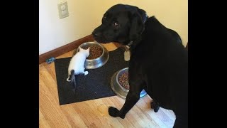 😺 Эй, это моя миска! 🐕 Смешное видео с собаками и кошками! 😸