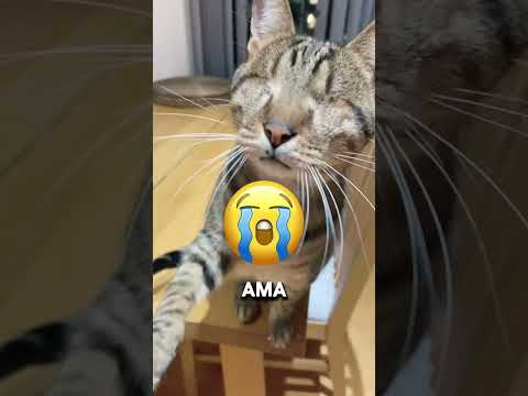 Bu KÖR Kedinin NE Dediğine ÇOK Şaşıracaksınız ! 😦🤔