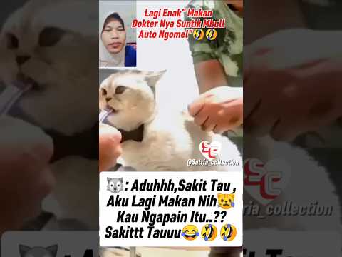Kucing Kaget...!! Lagi Enak Makan,Dokter Menyuntik Nya