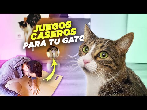 Ideas de JUEGOS CASEROS DIVERTIDOS para ENTRETENER a tu GATO 🐾🎉😺| Cómo mantener a tu gato activo