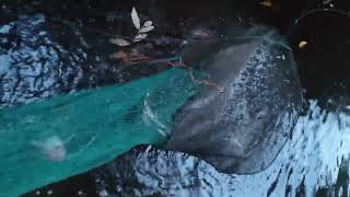 Banyak ikan sungai yang terjaring bubu #patehinte