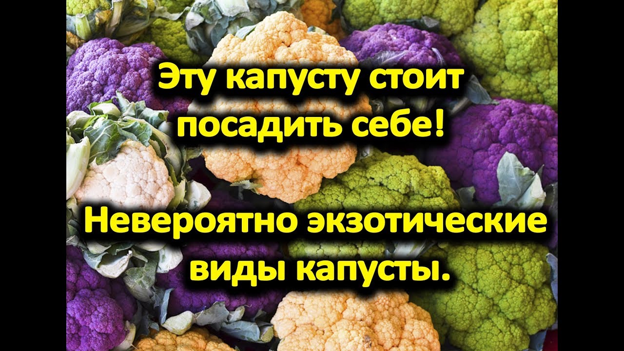 Эту капусту стоит посадить себе! Невероятно экзотические виды капусты