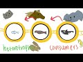 Exploring Food Chains and Energy Flow