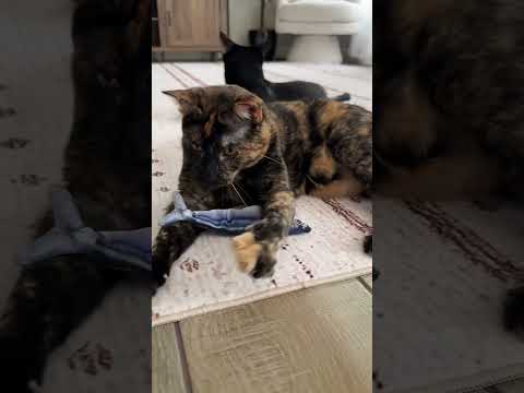 Replying to 💬blkcatgal #cat #kitty #kitten #funnycats @remi.and.the.beans