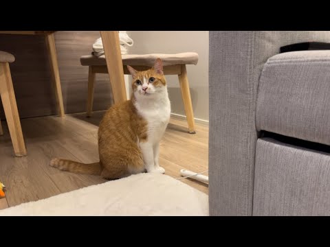 ソファの下が気になる猫。