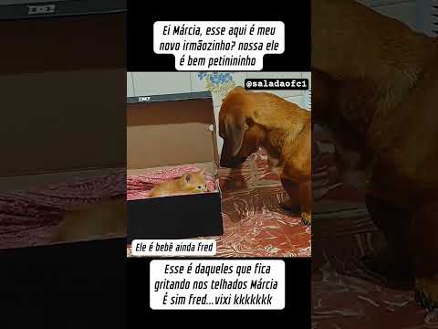 Amei a surpresa/Márcia. #humor #animal #pets #memes