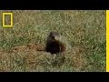 Groundhog Day Facts and Challenges