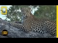 Behavior and Communication of African Wildlife