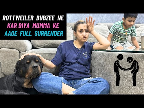 Rottweiler Bubzee Ne Kiya Mumma Ke Aage Full Surrender: Rottweiler Bubzee Hai Apni Mumma Laadla