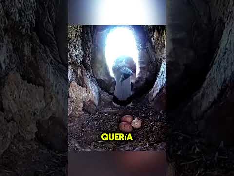 La mamá Halcón tuvo su venganza 😎
