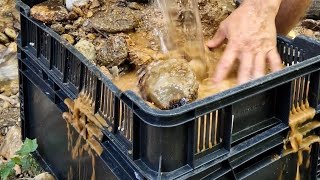 Real Gold in Beautiful Nature | Extended Gold Panning in a Mountain Stream