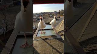My Pet Seagulls Are Fuelling Up For Making Babies!
