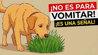Tu perro come hierba por UNA sola razón. Y no es por lo que piensas 😲