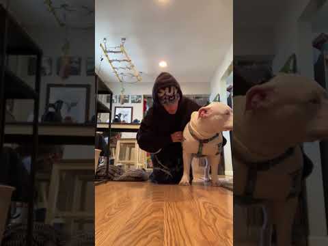 Blind Deaf Dog Realizes It's Time For Walkies #cute #dog