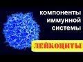 Квиз по лейкоцитам