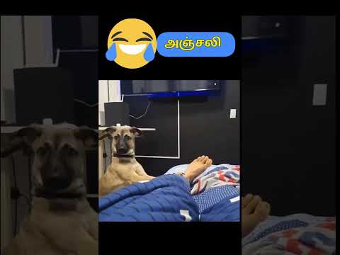Anjali Dog