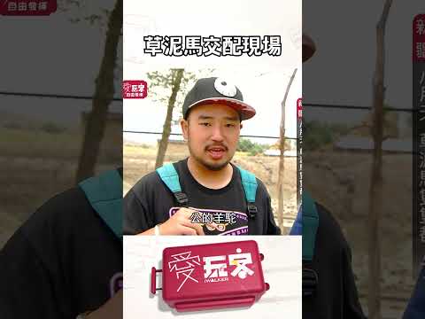 太害羞了吧💗｜【週一愛玩客】#自由發揮 #shorts