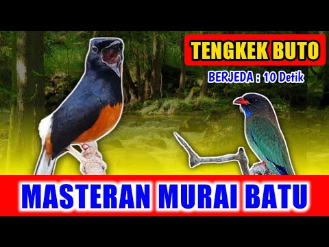 MASTERAN MURAI BATU - suara Tengkek Buto GACOR jernih keras berjeda 10 detik untuk variasi 2