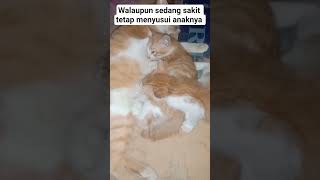 Walau ibu sakit tetap menyusui anaknya