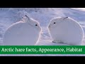 Arctic Hare Facts and Adaptations