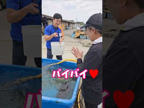 珍しい魚を水族館へ里子に出しました#珍魚 #うみがたり #漁師