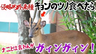 侵略的外来種キョンのツノを食べたらガィンガィン！？